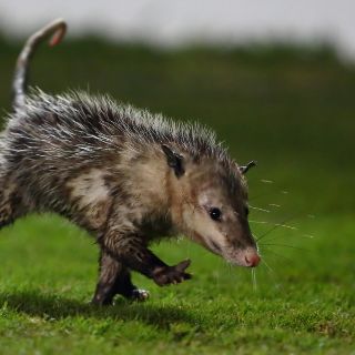 Tlacuache invade el campo en el Veracruz-Puebla