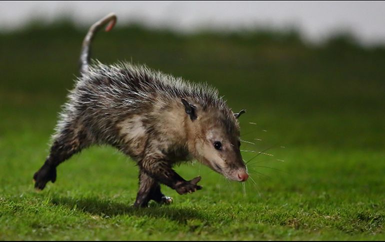 La aparición del animal causó comentarios burlones en redes sociales. MEXSPORT/C. Milanes