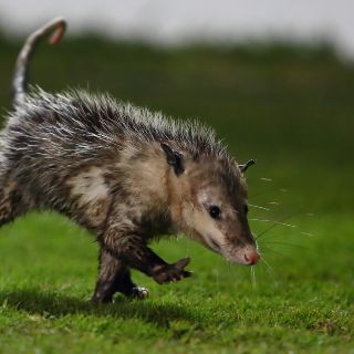 Tlacuache "Jarochito", en la mira del Bayern Munich