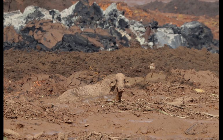 Una vaca se ve atrapada en lodo tras la ruptura de una represa en Brumadinho, Brasil. El colapso de la estructura ha dejado al menos 40 muertos. AP/A. Penner