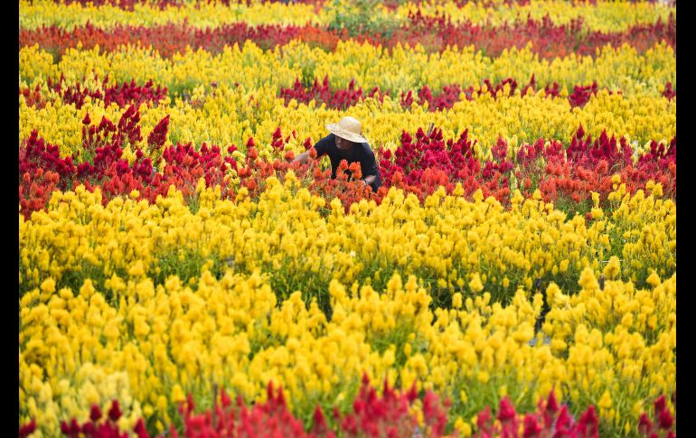 Un jardinero trabaja en un jardín en Panga, Indonesia. AFP/C. Mahyuddin