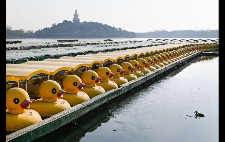 Botes con figuras de pato se encuentran anclados en un lago en Pekín, China. AFP/W. Zhao