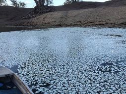Alrededor de un millón de peces han muerto cerca de Menindee debido a la presencia de un alga que absorbe el oxígeno. AFP / R. Gregory