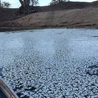 Miles de peces aparecen muertos por tercera vez en río de Australia