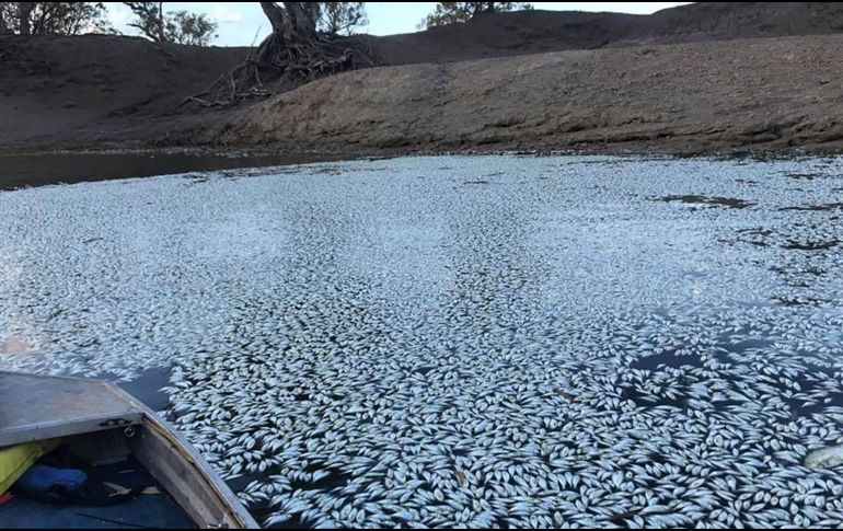 Alrededor de un millón de peces han muerto cerca de Menindee debido a la presencia de un alga que absorbe el oxígeno. AFP / R. Gregory