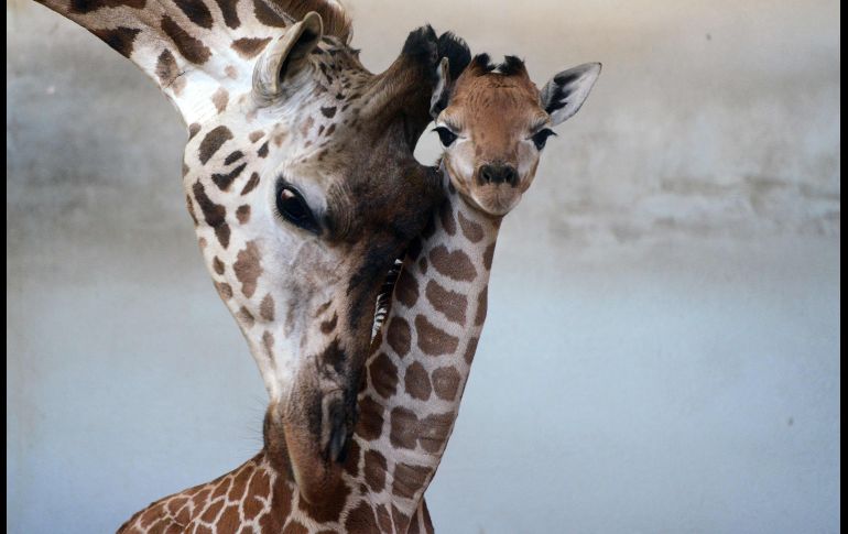 Una jirafa de cinco días de nacida se ve junto a su madre en un zoológico en Praga, República Checa. AFP/M. Cizek