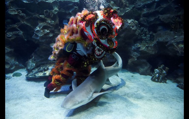 Buzos realizan la tradicional danza del león en un acuario en Kuala Lumpur, Malasia, como parte de las celebraciones del año nuevo lunar. AFP/M. Rasfan