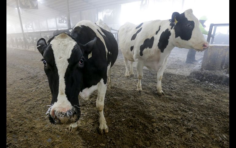 Hielo cubre el bigote de vacas en Brillion, Wisconsin.