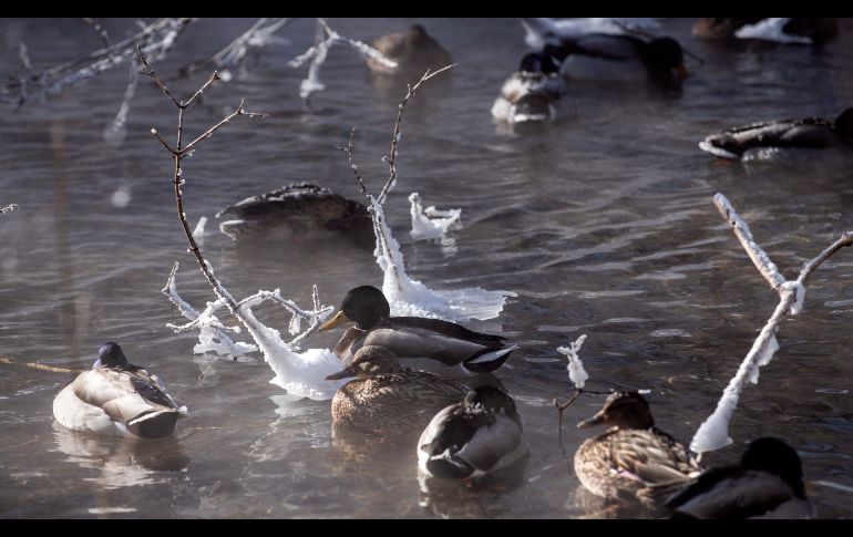 Patos se refugian junto a vapor en un arroyo en Minneápolis, Minnesota.