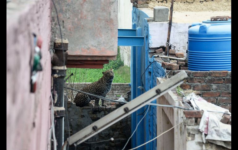 El animal se metió a una vivienda del área de Lamba Pind.