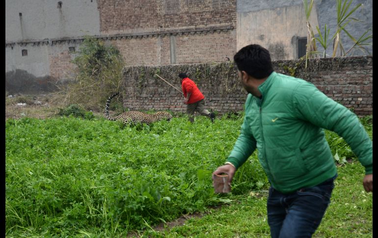 Un hombre persigue al leopardo en una zona residencial de Jalandha.