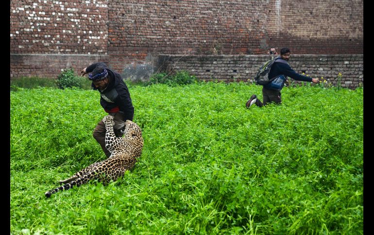 El animal ataca a un hombre, luego de que vecinos y un grupo de guardabosques intentaron capturarlo.