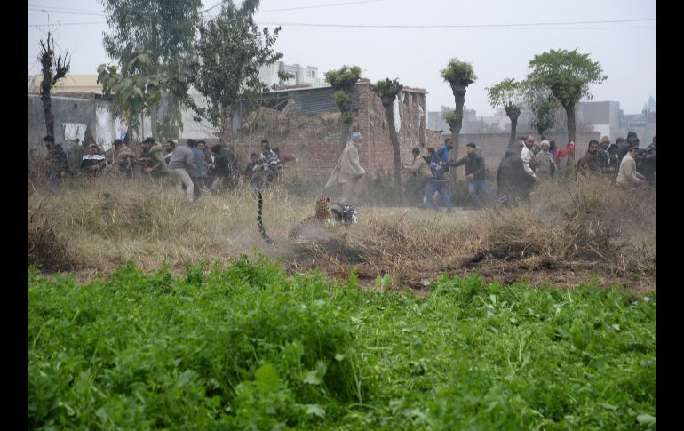 El animal ocasionó heridas a cuatro hombres. AP
