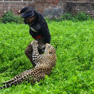 Leopardo ataca en zona residencial en la India
