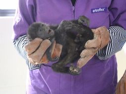 Una vecina llamó a Bomberos de Zapopan luego de haber encontrado al mono dentro de una caja. ESPECIAL