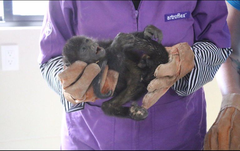Una vecina llamó a Bomberos de Zapopan luego de haber encontrado al mono dentro de una caja. ESPECIAL