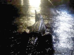Inundaciones en Australia dejan cocodrilos en calles