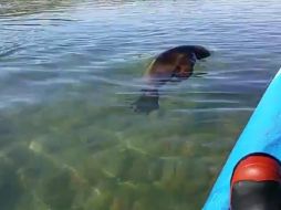 El utensilio, una vez limpio, mostró fotografías e inclusive un video donde se encuentra la única pista de su propietario. Señalan preocupante la situación. TWITTER / @niwa_nz