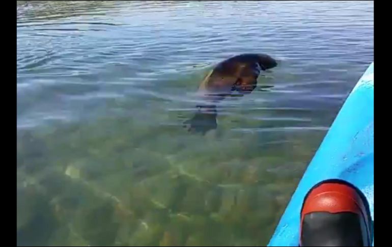 El utensilio, una vez limpio, mostró fotografías e inclusive un video donde se encuentra la única pista de su propietario. Señalan preocupante la situación. TWITTER / @niwa_nz