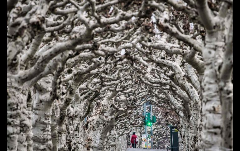 Una mujer camina debajo de árboles sin hojas en Fráncfort, Alemania. AFP/DPA/F. Rumpenhorst