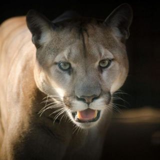 Senderista se defiende y mata a un puma en Colorado