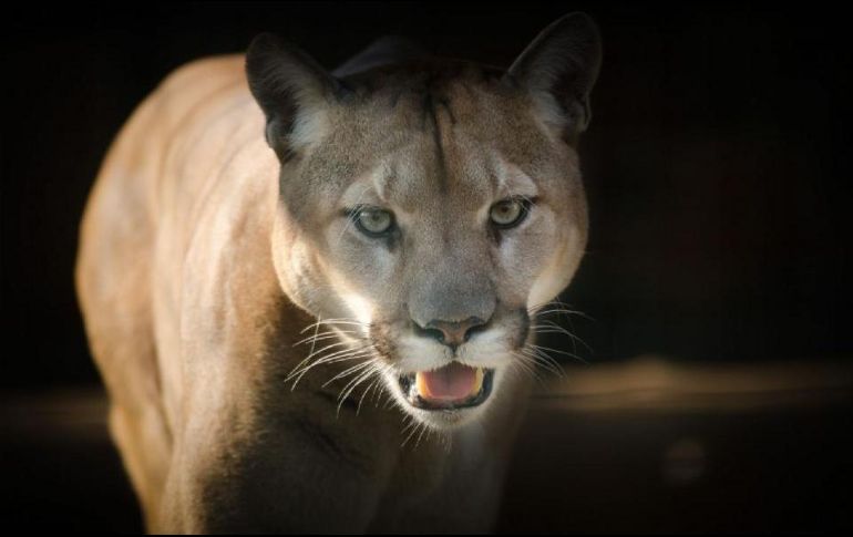 Medios locales informan que el animal pesaba unas 80 libras. ESPECIAL