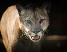 Medios locales informan que el animal pesaba unas 80 libras. ESPECIAL