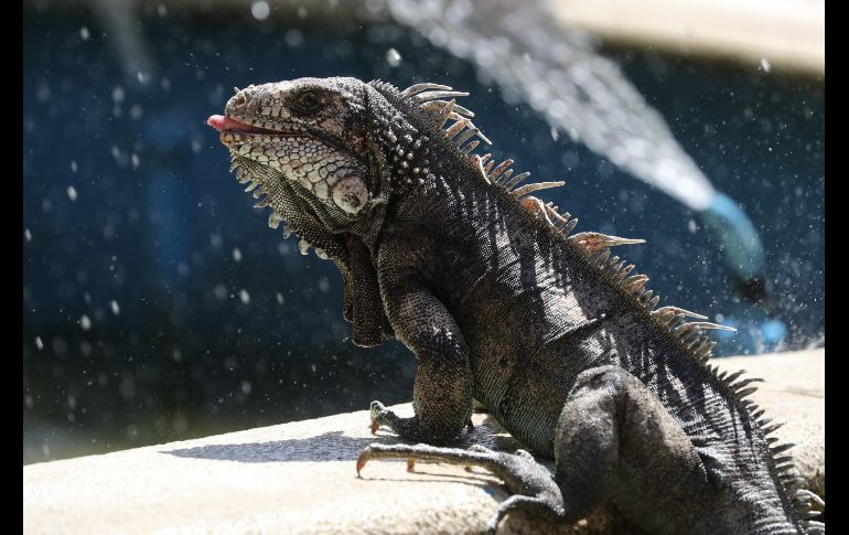 Una iguana se baña en una fuente de la Plaza Bolívar en Caracas, Venezuela. EFE/M. Gutiérrez