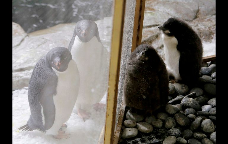 Los pingüingos recién nacidos (d) permanecen cerca de los otros ejemplares en su recinto del Zoológico de Guadalajara.