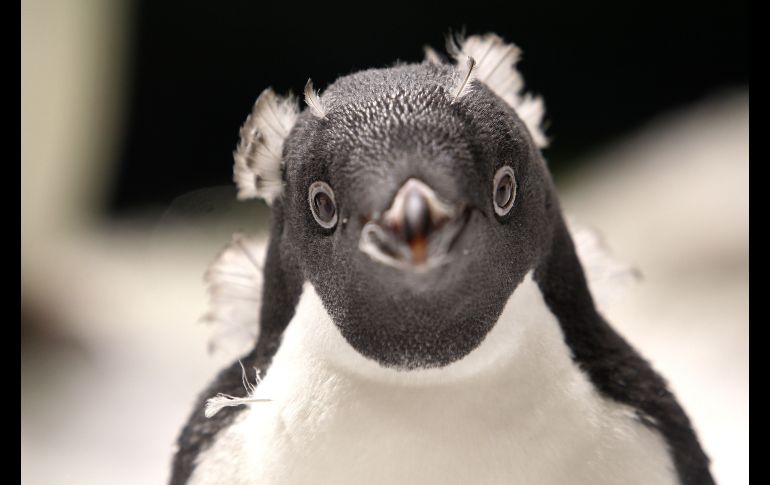 El pingüino de Adelia tiene una altura máxima de 80 centímetros y luce anillos blancos alrededor de los ojos.