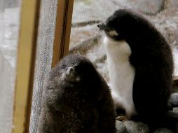 Nacen dos pingüinos de Adelia en el Zoológico Guadalajara