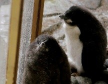 Nacen dos pingüinos de Adelia en el Zoológico Guadalajara