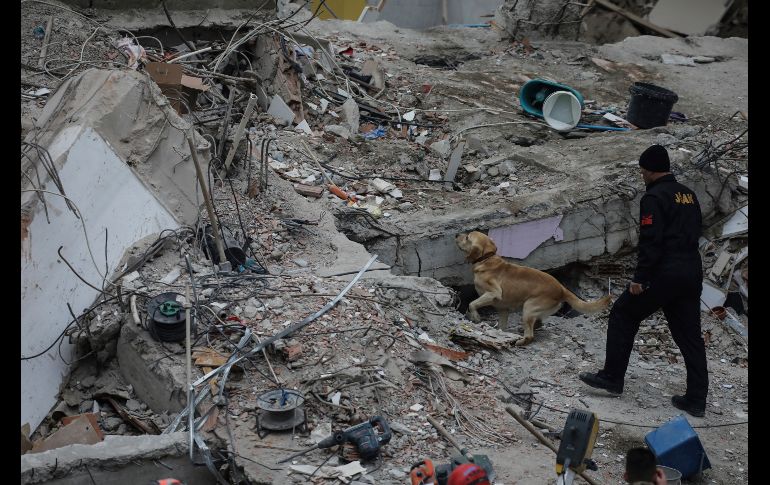 Un perro entrenado participa en las labores para encontrar sobrevivientes.