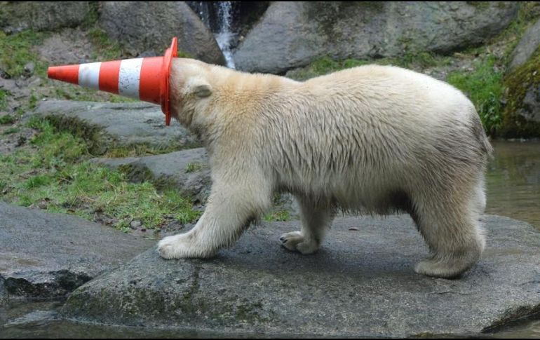 En Rusia los osos polares están clasificados como una especie en peligro y está prohibido cazarlos. AFP / ARCHIVO