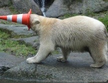 En Rusia los osos polares están clasificados como una especie en peligro y está prohibido cazarlos. AFP / ARCHIVO