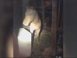 Mujer llama a la policía por un caballo en su sótano
