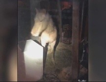 Mujer llama a la policía por un caballo en su sótano
