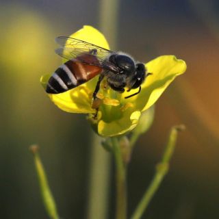 La mitad de las especies de insectos están en declive, según estudio