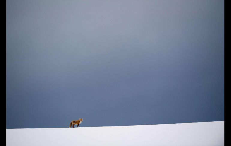 Un zorro se ve en un campo nevado en Erkenbollingen, en el sur de Alemania. AFP/DPA/L. Mirgeler