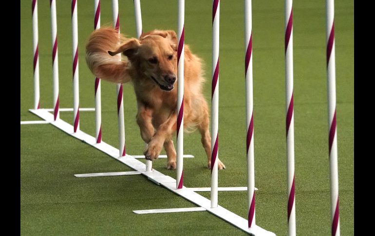 Un can participa en la prueba de agilidad. AFP/T. A. Clary