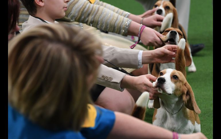 Beagles bajo evaluación. AFP/T. A. Clary