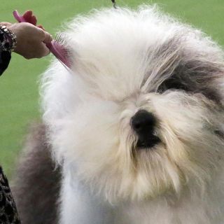 Los perros también desfilan en Nueva York