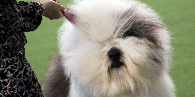 Los perros tambi&eacute;n desfilan en Nueva York