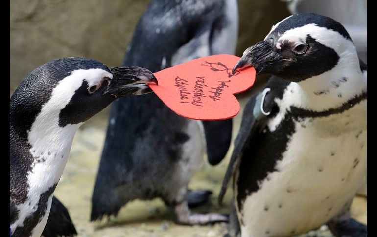 Pingüinos africanos compiten por un corazón con mensaje del Día de San Valentín, distribuido por un biólogo en la Academia de Ciencias de California ubicada en San Francisco. Los pingüinos usan materiales similares para construir sus nidos. AP/J. Chiu