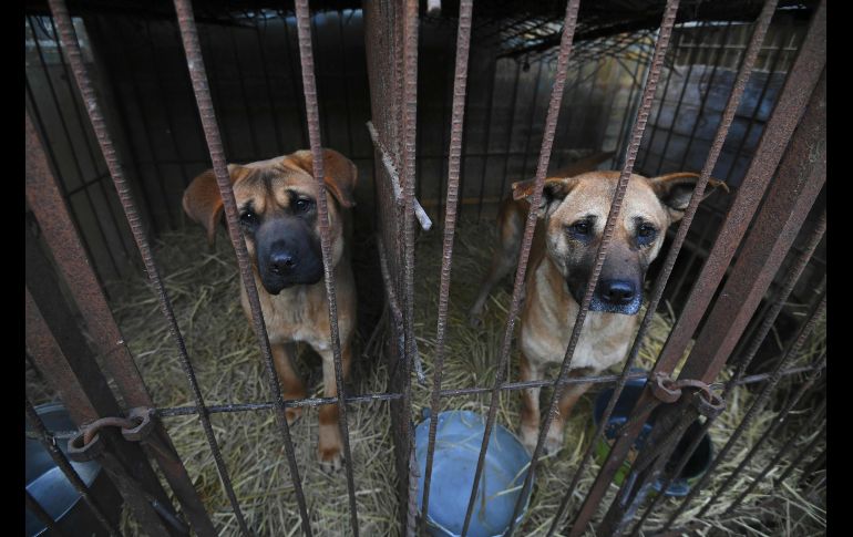 Perros se ven en una granja que vende los animales como alimento en Hongseong, Corea del Sur.