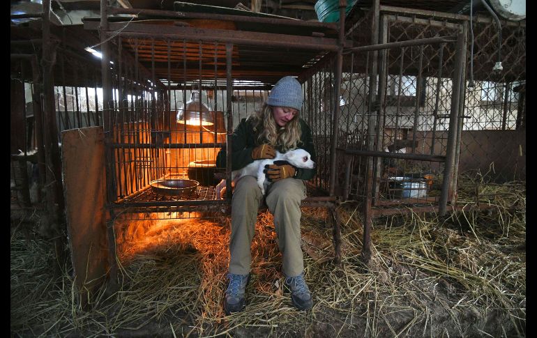 Una integrante de Humane Society International saca un perro de una jaula durante un operativo en la granja para rescatar a cerca de 200 ejemplares.
