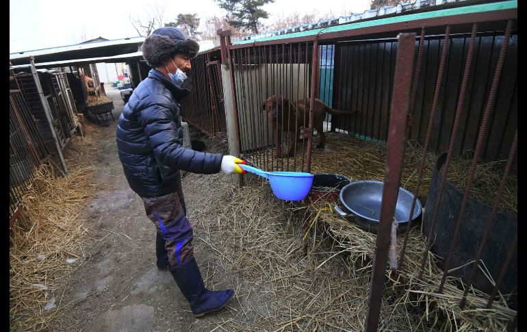 Lee Sang-gu, dueño de la granja, decidió cambiar su negocio porque ya no le daba ganancias, además de que miembros de su familia se oponen al consumo de carne de perro.