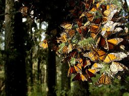 Leñadores locales reportaban haber visto a algunas mariposas volando en la zona y equipos de exploradores se internaron en el bosque para buscarlas. EL INFORMADOR / ARCHIVO