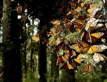 Leñadores locales reportaban haber visto a algunas mariposas volando en la zona y equipos de exploradores se internaron en el bosque para buscarlas. EL INFORMADOR / ARCHIVO