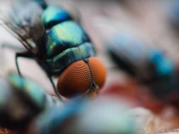 De acuerdo con Ramos Morales, a través de las mosquitas puede saberse si un sitio está contaminado. YOUTUBE / UNAM Global